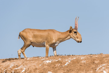 Powerful saiga male. Saiga tatarica is listed in the Red Book, Chyornye Zemli (Black Lands) Nature Reserve, Kalmykia region, Russia