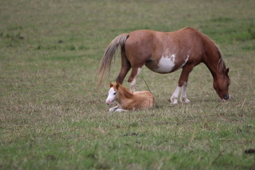 horse in the grass
