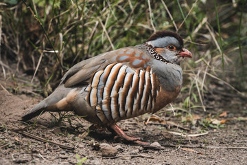Farbiger Vogel