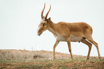 Powerful saiga male. Saiga tatarica is listed in the Red Book, Chyornye Zemli (Black Lands) Nature Reserve, Kalmykia region, Russia