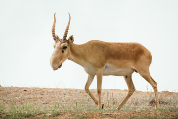 Powerful saiga male. Saiga tatarica is listed in the Red Book, Chyornye Zemli (Black Lands) Nature Reserve, Kalmykia region, Russia