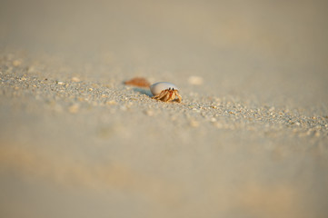 Einsidlerkrebs am Strand