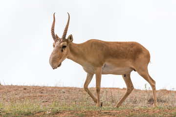 Powerful saiga male. Saiga tatarica is listed in the Red Book, Chyornye Zemli (Black Lands) Nature Reserve, Kalmykia region, Russia