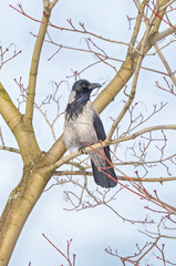 Raven sitting on a tree branch.