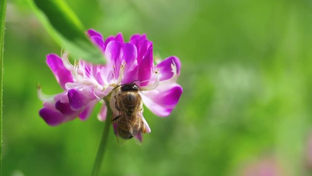 Close up side view of one honeybee collecting pollen on spring purple flower in detail slow motion. micro view of insect putting its head deep into the flower,  insect in nature slow motion footage 