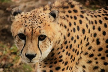 Cheetah on the hunt.