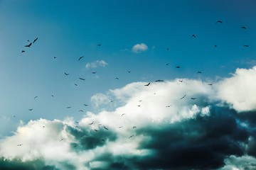 Clouds of green against which a lot of crows fly. Crows are flying against the clouds concept of the beginning of winter or the arrival of spring. Birds fly south. A lot of black birds fly in the sky
