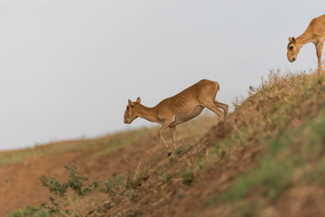 Saiga female. Saiga tatarica is listed in the Red Book, Chyornye Zemli (Black Lands) Nature Reserve, Kalmykia region, Russia.