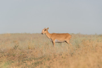 Saiga female. Saiga tatarica is listed in the Red Book, Chyornye Zemli (Black Lands) Nature Reserve, Kalmykia region, Russia.