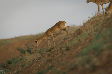 Saiga female. Saiga tatarica is listed in the Red Book, Chyornye Zemli (Black Lands) Nature...