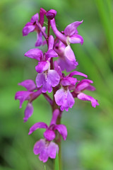 Fototapeta na wymiar Wild orchid flower