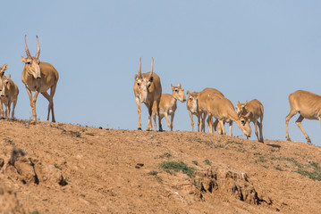 Saiga tatarica is listed in the Red Book, Chyornye Zemli (Black Lands) Nature Reserve, Kalmykia region, Russia