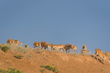 Saiga tatarica is listed in the Red Book, Chyornye Zemli (Black Lands) Nature Reserve, Kalmykia region, Russia