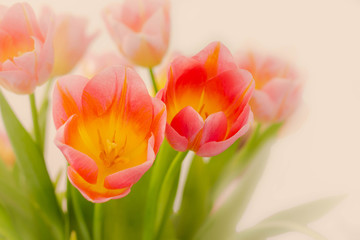 bouquet of soft pink tulips in the sunrays, close up