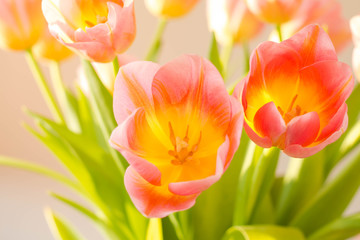 bunch of fresh pink tulips in the sunrays, close up