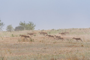 Saiga tatarica is listed in the Red Book, Chyornye Zemli (Black Lands) Nature Reserve, Kalmykia...