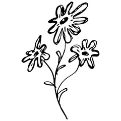 Engraved Vector Hand Drawn Illustrations Of Abstract Chamomile Flower Isolated on White. Hand Drawn Sketch of a Flower