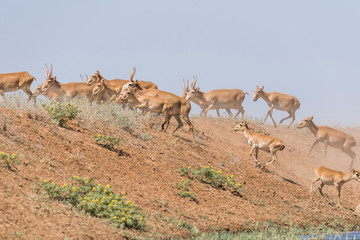 Saiga tatarica is listed in the Red Book, Chyornye Zemli (Black Lands) Nature Reserve, Kalmykia...