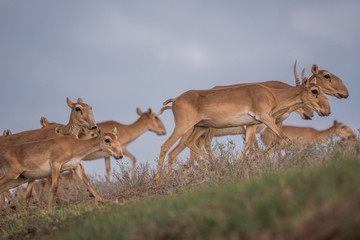 Saiga tatarica is listed in the Red Book, Chyornye Zemli (Black Lands) Nature Reserve, Kalmykia...