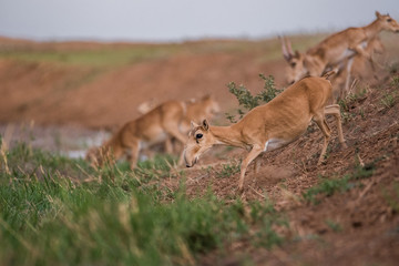 Saiga tatarica is listed in the Red Book, Chyornye Zemli (Black Lands) Nature Reserve, Kalmykia region, Russia