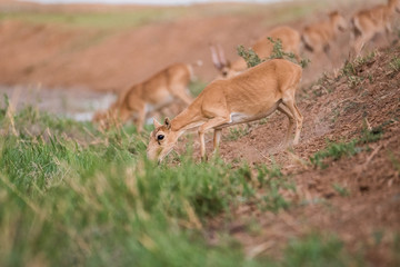 Saiga tatarica is listed in the Red Book, Chyornye Zemli (Black Lands) Nature Reserve, Kalmykia...