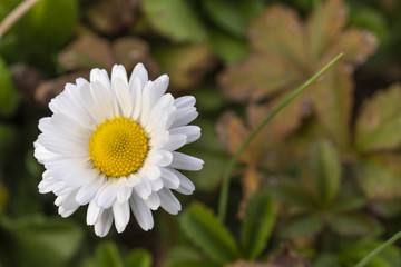 Obraz premium Margherita