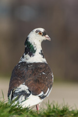 A Spotted Pigeon Standing in the Grass at Sunrise