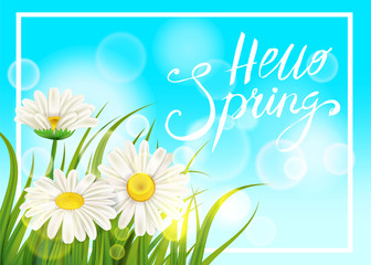 Spring daisies, chamomiles dandelions juicy green lettering. Spring grass background Template for banners, web, flyer. Vector illustration isolated.