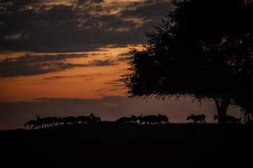 Silhouette of a saiga at sunset. Saiga tatarica is listed in the Red Book, Chyornye Zemli (Black Lands) Nature Reserve, Kalmykia region, Russia.