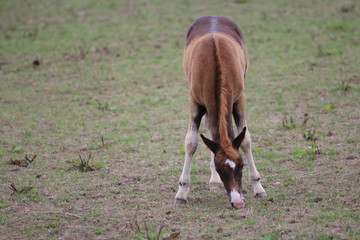 Horses in a field