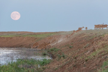 Saigas at a watering place on the background of a rising full moon. Saiga tatarica is listed in the...