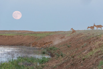 Saigas at a watering place on the background of a rising full moon. Saiga tatarica is listed in the...
