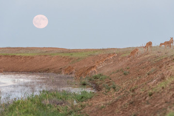 Saigas at a watering place on the background of a rising full moon. Saiga tatarica is listed in the...