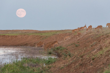 Saigas at a watering place on the background of a rising full moon. Saiga tatarica is listed in the...