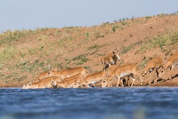 Saigas at a watering place drink water and bathe during strong heat and drought. Saiga tatarica is listed in the Red Book, Chyornye Zemli (Black Lands) Nature Reserve, Kalmykia region, Russia.