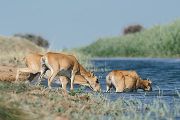 Fototapeta premium Saigas at a watering place drink water and bathe during strong heat and drought. Saiga tatarica is listed in the Red Book, Chyornye Zemli (Black Lands) Nature Reserve, Kalmykia region, Russia.