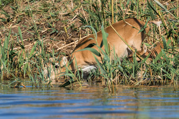 Saigas at a watering place drink water and bathe during strong heat and drought. Saiga tatarica is listed in the Red Book, Chyornye Zemli (Black Lands) Nature Reserve, Kalmykia region, Russia.