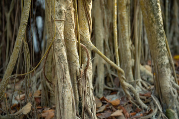 Obraz premium a blood beatle