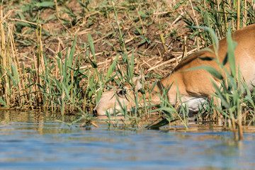 Saigas at a watering place drink water and bathe during strong heat and drought. Saiga tatarica is listed in the Red Book, Chyornye Zemli (Black Lands) Nature Reserve, Kalmykia region, Russia.