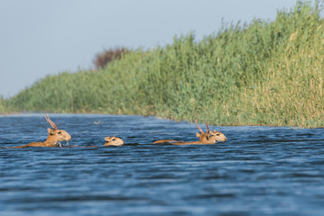 Saigas at a watering place drink water and bathe during strong heat and drought. Saiga tatarica is listed in the Red Book, Chyornye Zemli (Black Lands) Nature Reserve, Kalmykia region, Russia.