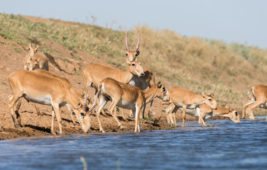 Naklejka premium Saigas at a watering place drink water and bathe during strong heat and drought. Saiga tatarica is listed in the Red Book, Chyornye Zemli (Black Lands) Nature Reserve, Kalmykia region, Russia.