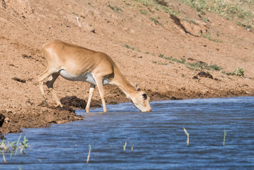 Saigas at a watering place drink water and bathe during strong heat and drought. Saiga tatarica is...