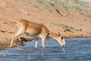Saigas at a watering place drink water and bathe during strong heat and drought. Saiga tatarica is listed in the Red Book, Chyornye Zemli (Black Lands) Nature Reserve, Kalmykia region, Russia.