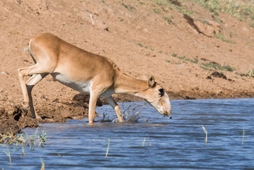 Saigas at a watering place drink water and bathe during strong heat and drought. Saiga tatarica is listed in the Red Book, Chyornye Zemli (Black Lands) Nature Reserve, Kalmykia region, Russia.