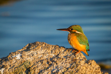 bird photography, common kingfisher. Watching your prey on a rock. 