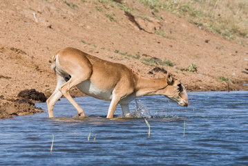 Saigas at a watering place drink water and bathe during strong heat and drought. Saiga tatarica is...