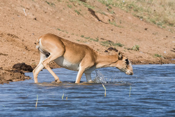 Saigas at a watering place drink water and bathe during strong heat and drought. Saiga tatarica is listed in the Red Book, Chyornye Zemli (Black Lands) Nature Reserve, Kalmykia region, Russia.