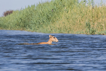 Saigas at a watering place drink water and bathe during strong heat and drought. Saiga tatarica is...