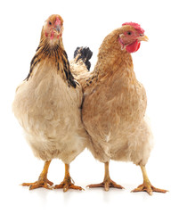 Two brown chicken.