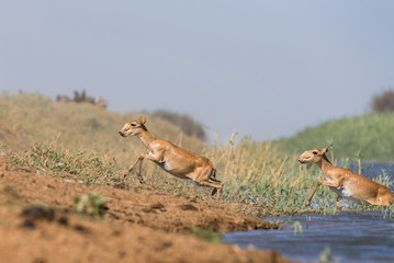 Saigas at a watering place drink water and bathe during strong heat and drought. Saiga tatarica is...
